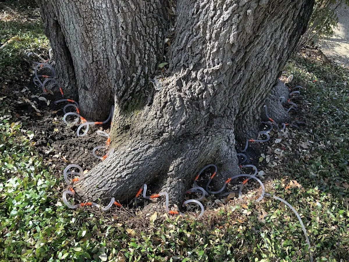 Detailed Tree Cabling and Bracing job site in Neosho Falls